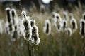 Fluffy Bulrushes turning to seed Royalty Free Stock Photo