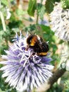 Fluffy bumble on blue spiky echinops flower. Pollinating. Garden. Nature. Wildlife