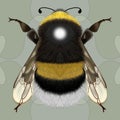 Fluffy bumblebee with black and yellow stripes
