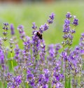 Fluffy bumblebee collects nectar on a purple lavender flower