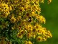 fluffy bumblebee collects pollen on inflorescences of small yellow flowers. Pollination of plants by insects, close-up. Bumblebee