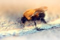 Fluffy bumblebee crawing along Royalty Free Stock Photo