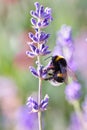 Fluffy bumblebee feeding on lavender flower macro