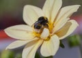 Fluffy Bumblebee Flower Feast