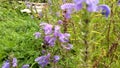 Fluffy bumblebee pollinates turkish mint