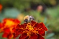 A fluffy bumblebee sits on a flower. Royalty Free Stock Photo