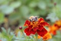 A fluffy bumblebee sits on a flower. Royalty Free Stock Photo