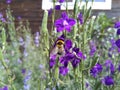 A fluffy bumblebee sits on a flower bud Royalty Free Stock Photo