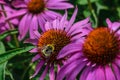 Fluffy bumblebee sits on a purpurea echinacea flower Royalty Free Stock Photo