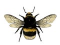 Fluffy bumblebee top view with wings Royalty Free Stock Photo