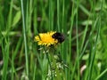 Fluffy bumblebee on a yellow dandelion.