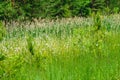 Fluffy bunny tail sedge, marshy lakeside, marsh vegetation, bright green colors