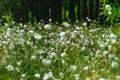 Fluffy bunny tail sedge, marshy lakeside, marsh vegetation, bright green colors