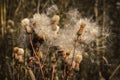 Fluffy burdock inflorescences in wild forest. Dry buds like cotton wool Royalty Free Stock Photo