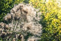 Fluffy burdock inflorescences in wild forest. Dry buds like cotton wool Royalty Free Stock Photo