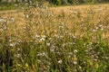 Fluffy burdock inflorescences in wild forest. Dry buds like cotton wool Royalty Free Stock Photo