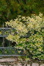 Fluffy bush of jasmine on a metal fence against the backdrop of trees. Royalty Free Stock Photo