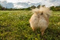 Fluffy butt and a tail of small dog Pomeranian Spitz is standing in a field on the grass. Beautiful cloudy Sunset sun