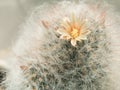 A fluffy cactus with a yellow flower and buds. Royalty Free Stock Photo