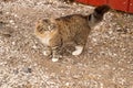 Fluffy Calico barn cat by the barn Royalty Free Stock Photo