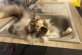 Fluffy calico cat relaxing in a kitchen sink with soft light and calm expression Royalty Free Stock Photo