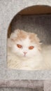 Fluffy calico kitty looking at camera on grey background, front view. Vertical. Cute young short hair white cat sitting in grey