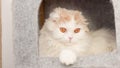 Fluffy calico kitty looking at camera on grey background, front view. Vertical. Cute young short hair white cat sitting in grey