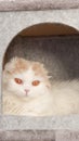 Fluffy calico kitty looking at camera on grey background, front view. Vertical. Cute young short hair white cat sitting in grey