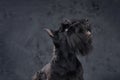 Fluffy canine animal scottish terrier breed against dark background