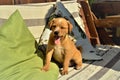 A fluffy caramel colored mixed breed puppy yawning with sleep