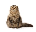 Fluffy cat Royalty Free Stock Photo