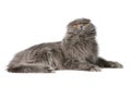 Fluffy cat Royalty Free Stock Photo