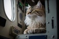 fluffy cat airplane pilot Generative AI