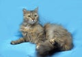 Fluffy cat on a blue background Royalty Free Stock Photo