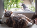 A fluffy cat and a blue dove look at each other through the window, a bright summer day with green tree branches