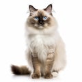 Fluffy Cat With Blue Eyes - Beautiful Photo With Light Beige And Magenta Background Royalty Free Stock Photo