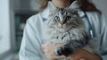 The veterinarian with fluffy cat.AI generated image Royalty Free Stock Photo