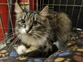 Fluffy cat in a cage at an animal shelter Royalty Free Stock Photo