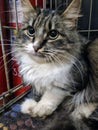 Fluffy cat in a cage at an animal shelter Royalty Free Stock Photo