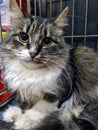 Fluffy cat in a cage at an animal shelter Royalty Free Stock Photo