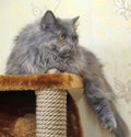 Fluffy cat in the cattery