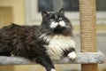 Fluffy cat in the cattery