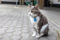 A fluffy cat with collar sits on the street