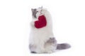 Fluffy cat congratulates St. Valentine`s Day