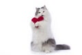 Fluffy cat congratulates St. Valentine`s Day