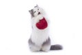 Fluffy cat congratulates St. Valentine`s Day