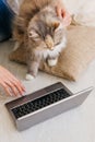 Fluffy cat curiously looks at laptop