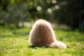 Fluffy cat easter egg Royalty Free Stock Photo