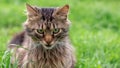 Fluffy cat with an evil look sits on the grass Royalty Free Stock Photo