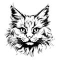 Fluffy cat head sketch hand drawn sketch Vector illustration Pets Royalty Free Stock Photo